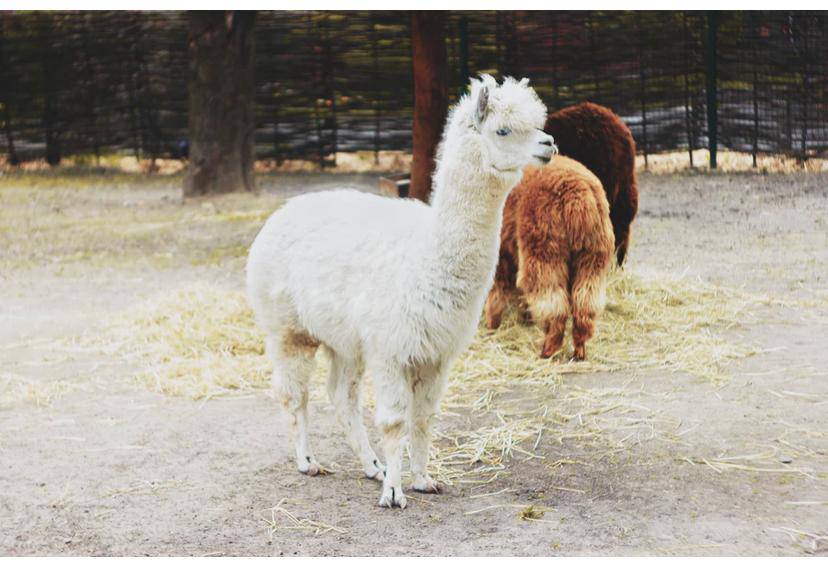 Un po' di storia degli alpaca