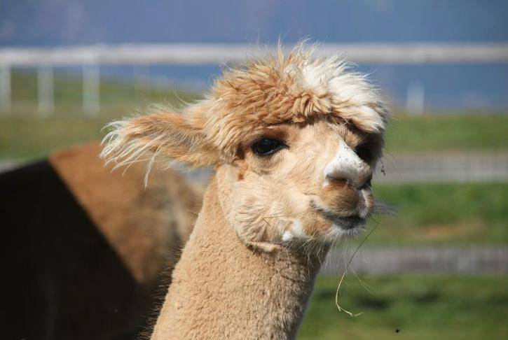 La lana in alpaca